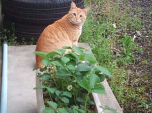 �G�`�@�\�E�i���f�X�J�`