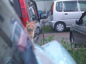 �C�����āI