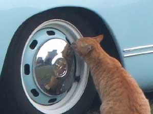 �����Ƀ`���`�I