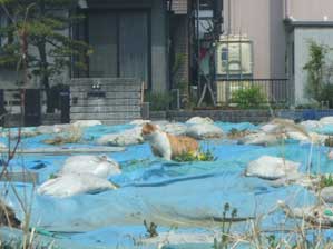 �j���ł���݂����ł���I