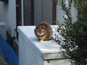 ����́@�ǂ������ł��B