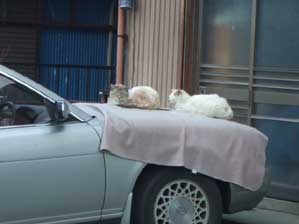 ���藎����S�z�Ȃ��I