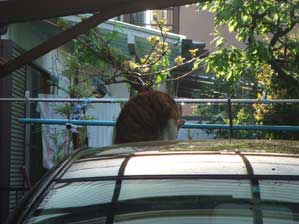 �����̓C���ł��I