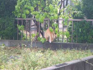 ������Ƃ��U���I