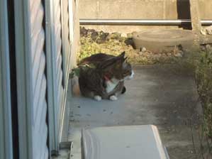 �����Ł[���I