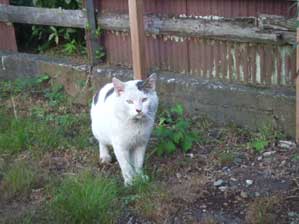 ���̂����t�@���̂܂܂��Ԃ����܂��B