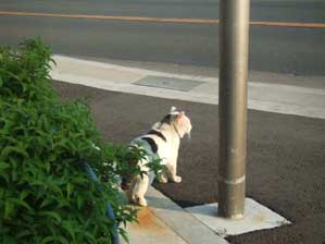 �����ł��I