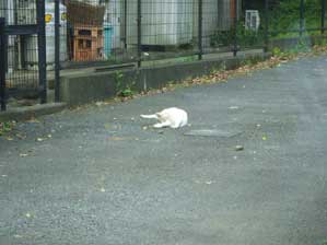 �ʐ^�B���Ă���ꍇ����Ȃ�����@�����`