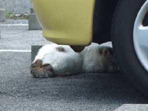 �O�`�`�`�`�`�`�I