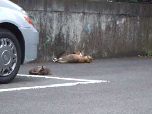 �����܂���I