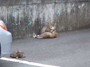 ���������܂��I�@�ǂ����Ƃ����Ă��܂����I