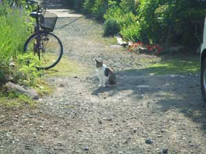 ���ꂩ��@�����Ȃ��`�@�ł����̑O�ɔ~�J���ˁB