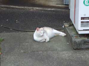 �����Ă����`�@�������D���Ȃ񂶂�`�I