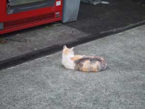 ���񂾃t���`�`