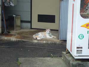 ���܂ɂ͂������ȁ`���Ǝv����