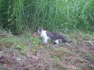 �^�������O�������Ă��悤