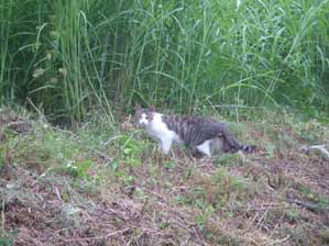 �Â����ɐU������Ă��܂����I