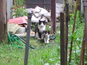 ��낵���`�I