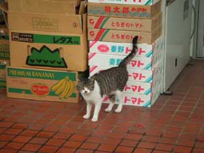 ���O�͓D�_�H