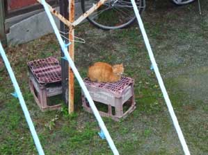 �X�[�X�[���ċC�����ǂ���`