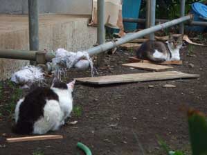 �����Ă�̂�`