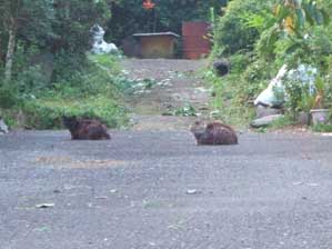 �t�t�t�t�t�I