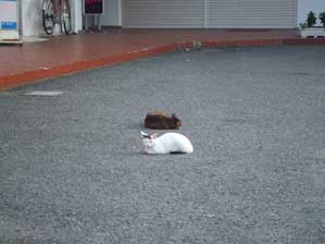 �����ł���I