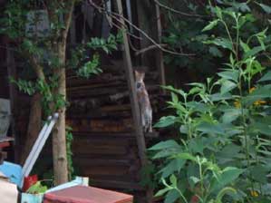 �悢����@�悢����I