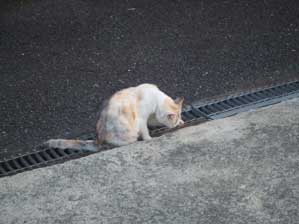 ���Ȃ���`