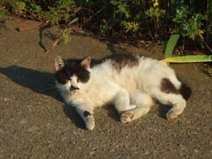 �Q�Ă���񂾂��琺�������Ȃ��ŁB