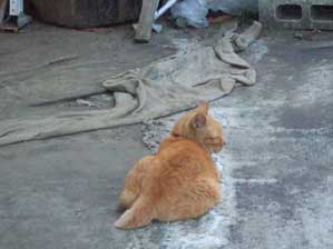 ���܂ł͎񂪉��܂����B