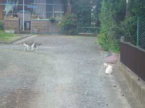 ���ꂶ��Ȃ���`�@�킽���ł��I