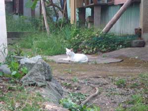 ���v���Ԃ�I