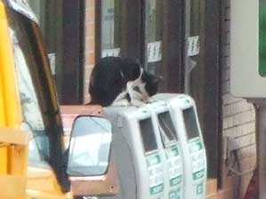 �ƒ�̂��݂��̂ĂȂ��悤�Ɍ������Ă���񂾂�I