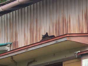 �����̌����I