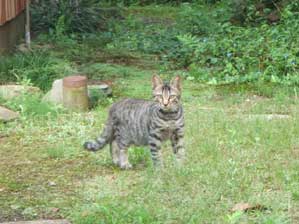 �v���Ԃ�W�����P�`