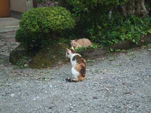 ����܂��񂪁@����񂾁I