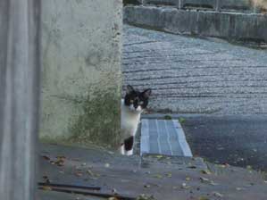 �����Ă݂��I