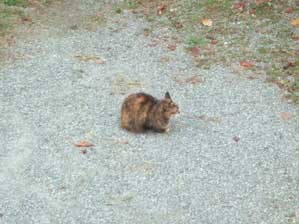 �Ƃ��Ƃ����O�t����ꂿ�������@�g������I