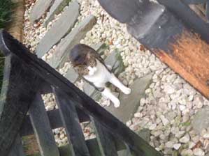 �����R�ɁI