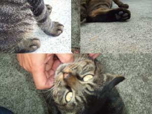 �C���������`�@�����Ƃ���āI