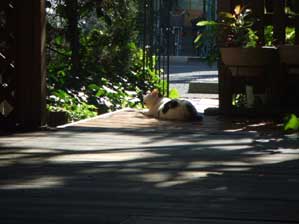 �͂��@�͂��@�E�������Ă���悤�Ȗ͗l����`��