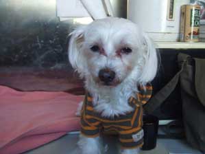 ���Ђ����Ԃ�`