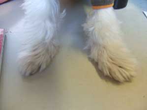 ����ȏ��B���Ăǂ�����́H