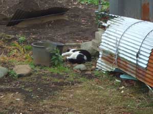 �������Ă��I�@