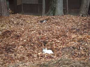 �N�������ȁH