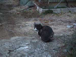 ���X�@�L�b�X������`��