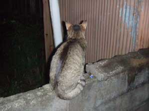 �U������Ɓ@�B�邩��@�U������Ȃ��I