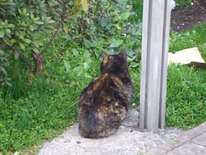 ��������ā@����̂��`