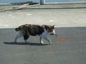 �T�U�G����@�ǂ������Ă��邩�ȁ`�`